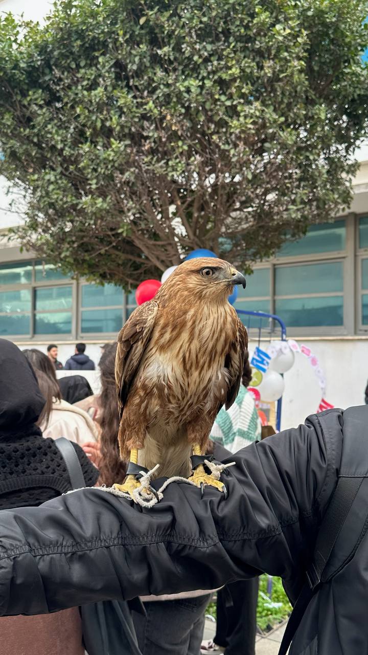 Rencontre avec un rapace — MediBloom
